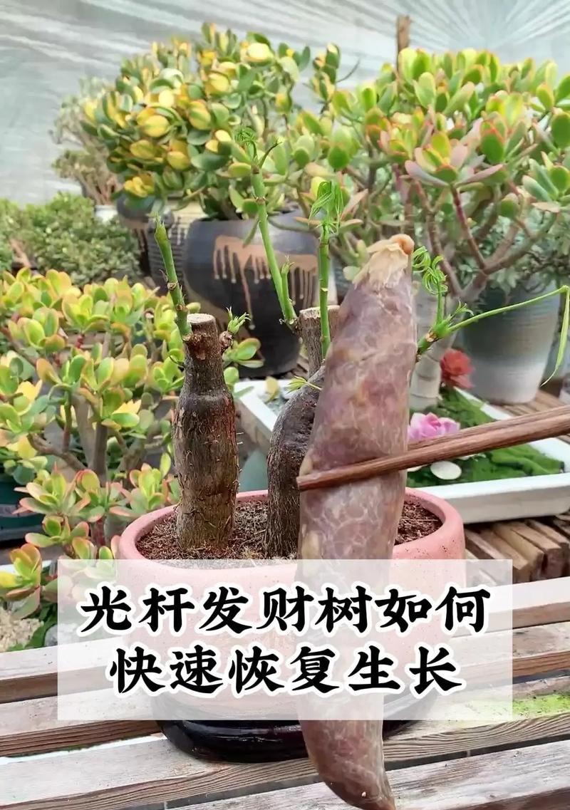 如何将发财树培养成茁壮的大树？（精细照料与科学管理是关键）