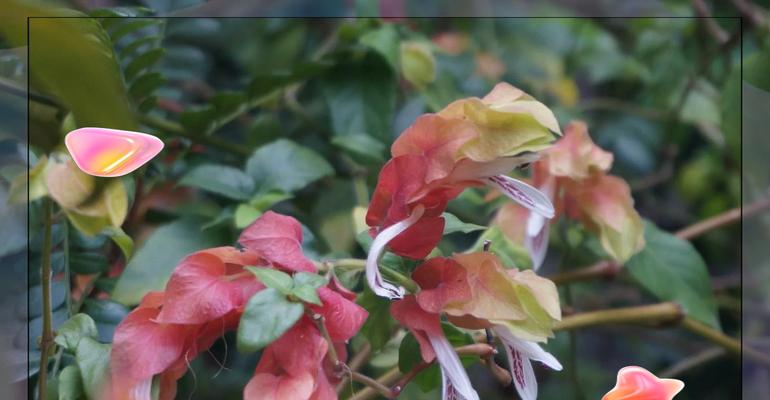 红虾衣花怎么养？（打造绚丽花海的关键技巧）