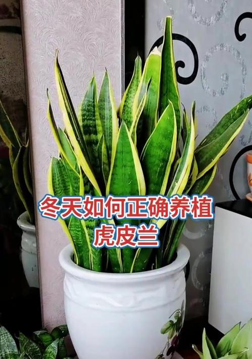 虎皮兰家庭养法大全（让你成为虎皮兰种植专家，从此赏心悦目的绿植陪伴左右）