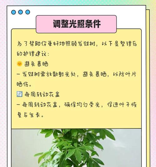 发财树断了怎么补救（修复断裂发财树的有效方法及注意事项）