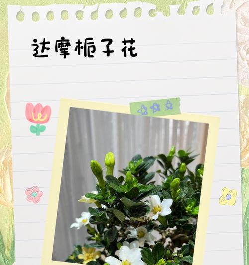 如何使支支花怀揣好活？（以细节之力，赢得高质量生活）