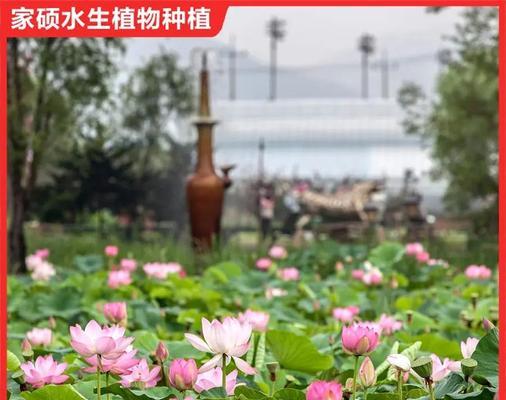 荷花种植全攻略（适合种植的月份、选购和种植技巧、养护细节等）