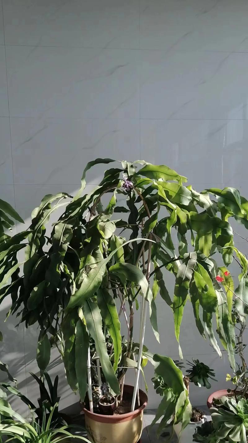 如何有效地养护昙花夏季盛放（昙花夏季怎样养护才能保持绚丽盛放？）