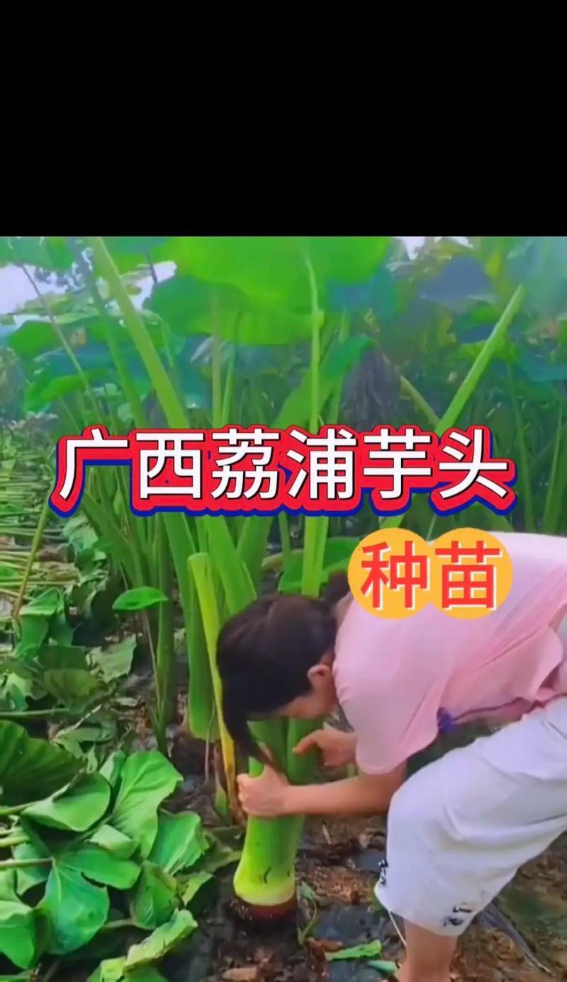 水芋头种植技术与管理（掌握正确种植方法，让水芋头茁壮成长）