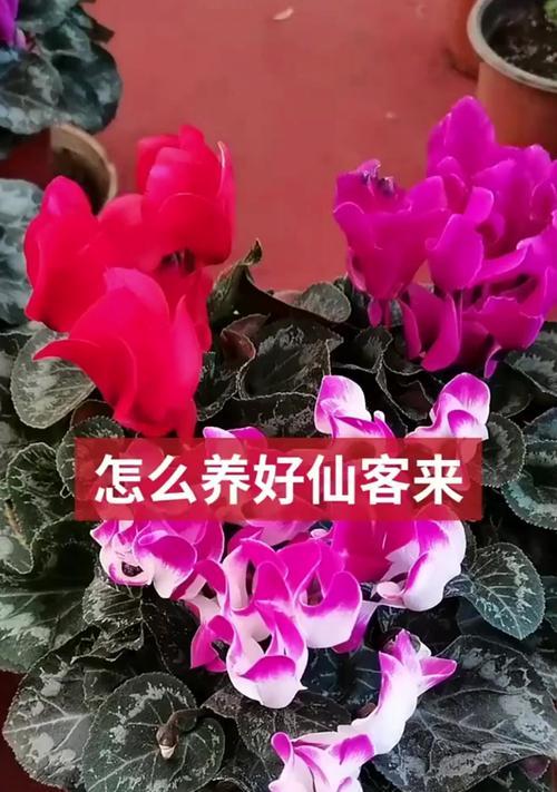 以仙客来怎么养法？（全面掌握以仙客来的饲养要点）