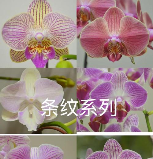 蝴蝶兰花色的判断与欣赏（探索蝴蝶兰花色的奥秘与美丽）