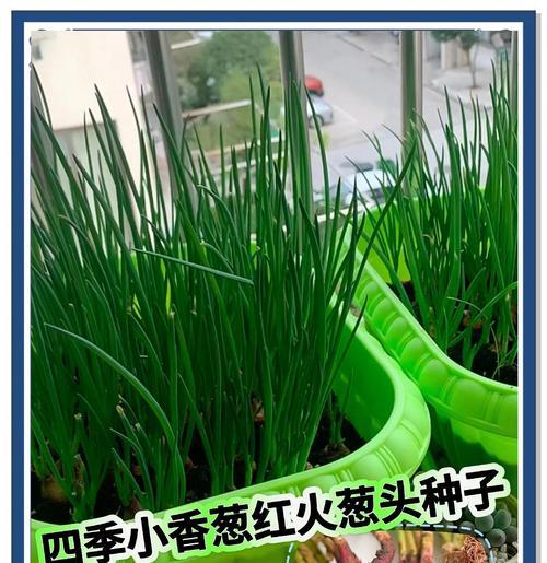 小葱养护指南（从播种到收获，一步步教您如何养护小葱）