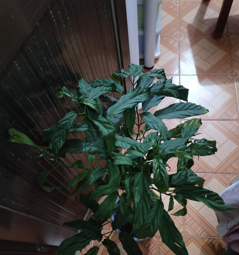 茉莉叶子发黄干枯怎么办？（教你如何解决茉莉叶子发黄干枯问题）