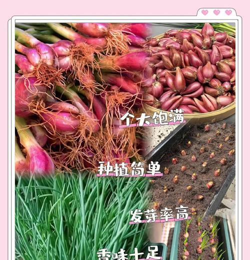 红葱头的功效与作用（探索红葱头在健康中的重要地位）