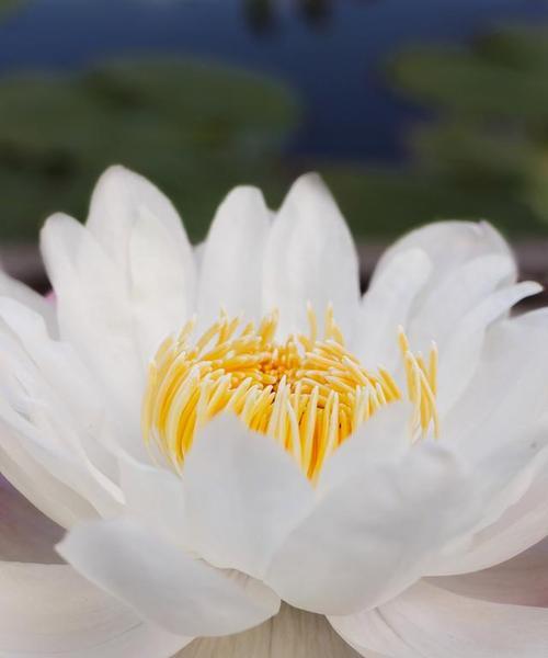莲花的寓意与代表（十二生肖中哪个生肖与莲花相关？）