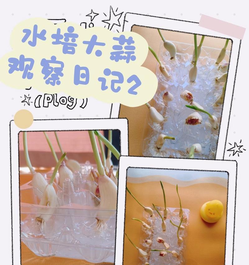 以大蒜水养法，打造绿色健康的种植方式（掌握大蒜水养的关键步骤，助力高产丰收）