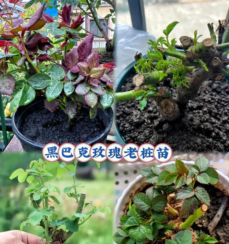 种植玫瑰花种子的技巧（如何在家里种植玫瑰花种子）