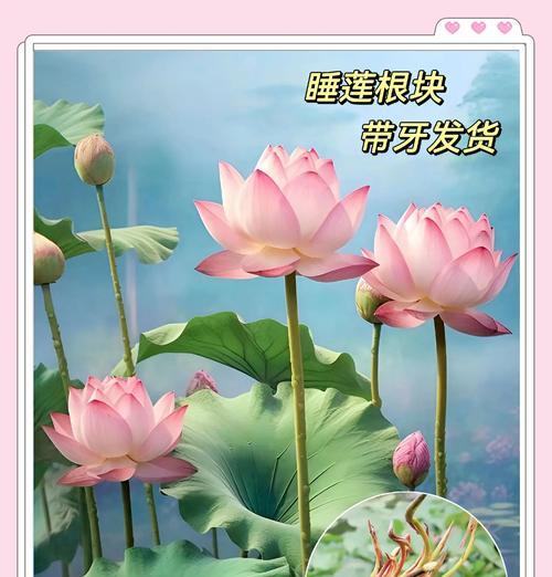 夏天如何正确施肥以促进睡莲生长（养护睡莲必须掌握的施肥技巧）