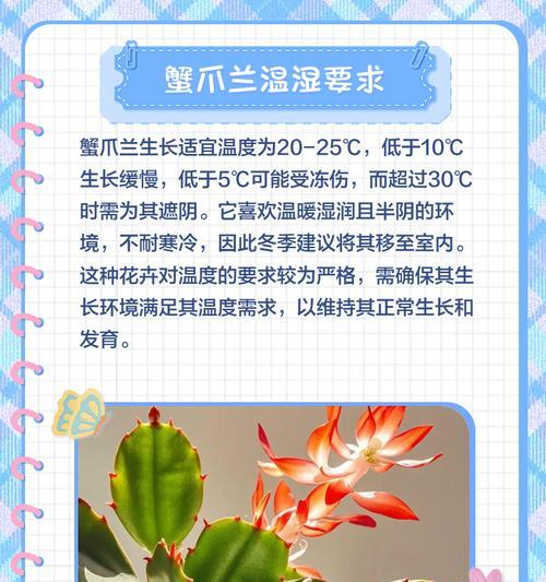 揭秘蟹爪兰开爆的秘密（探寻蟹爪兰的繁衍之道，助您打造花坛中的瑰丽）