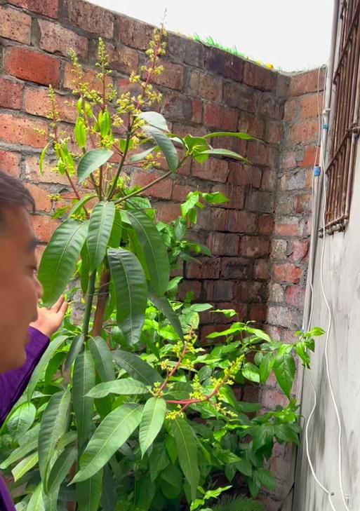 种芒果树在家门口，有何好处？（家门口种芒果树，美化环境，享受甜蜜。）