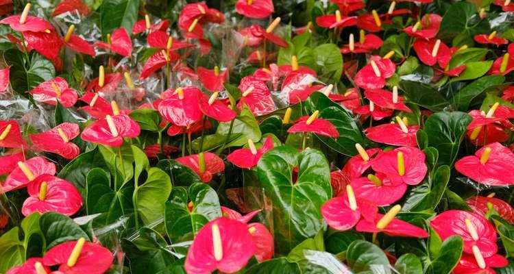 红掌细菌性叶斑病的防治措施（红掌细菌性叶斑病的症状、传播途径及防治方法）