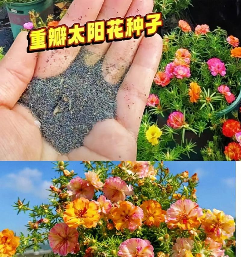 从水培到土培，打造强壮的以太阳花（优势转换下的以太阳花生长之路）