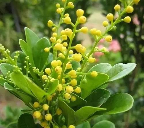 米兰花园的秘密之谜（为何米兰花园始终不开花？——探寻米兰花园的成长难题）