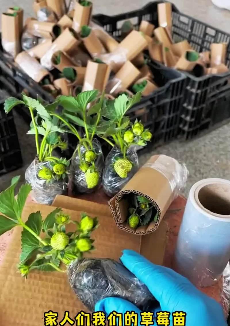 阳台草莓种植指南（在阳台上种植草莓，轻松享受美味果实）