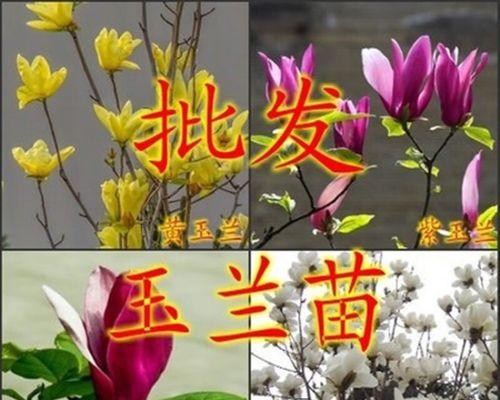 探秘大玉兰树的嫁接技术（打造繁花似锦的大玉兰树之路）
