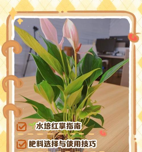 玫瑰水培养殖（简单易行的家庭养殖技巧）