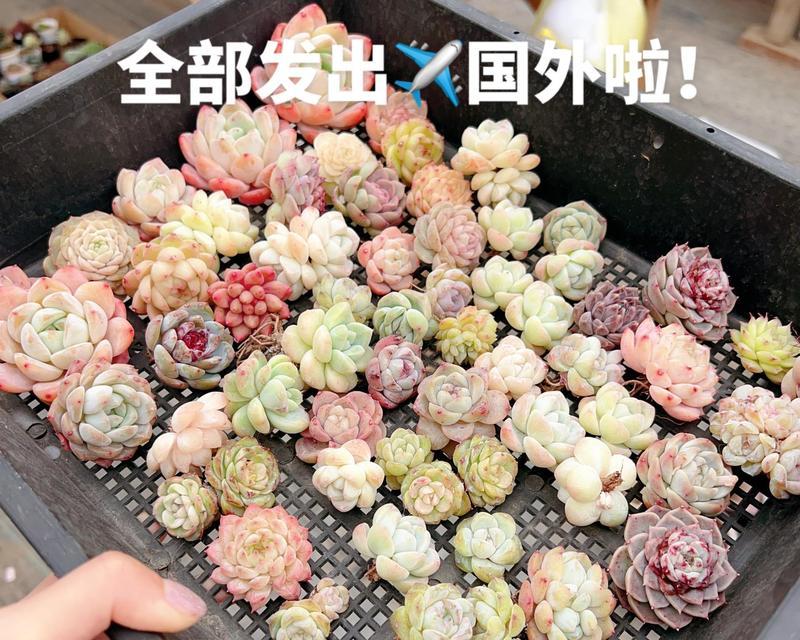 以多肉晾根后怎么种（培养健康多肉，从晾根开始）