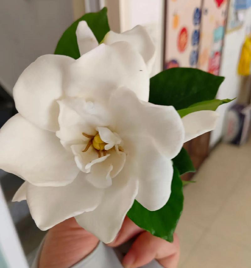 夏天栀子花的养护与打理（打造绚丽夏日花海，栀子花精心呵护）