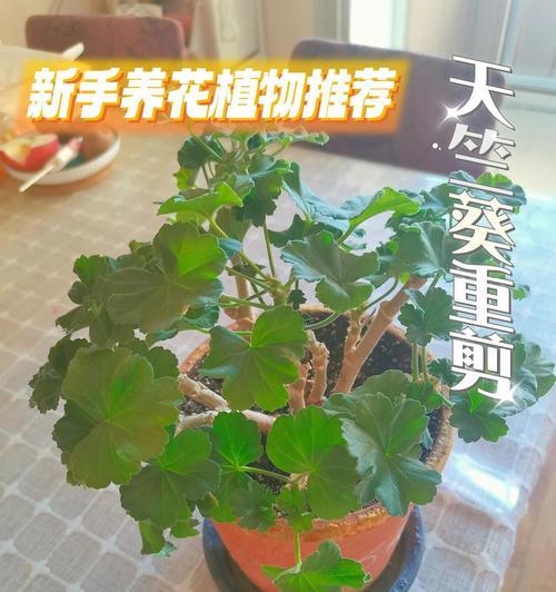 探秘天竺葵的生长特点（以几年生植物为例，了解天竺葵的种植技巧）