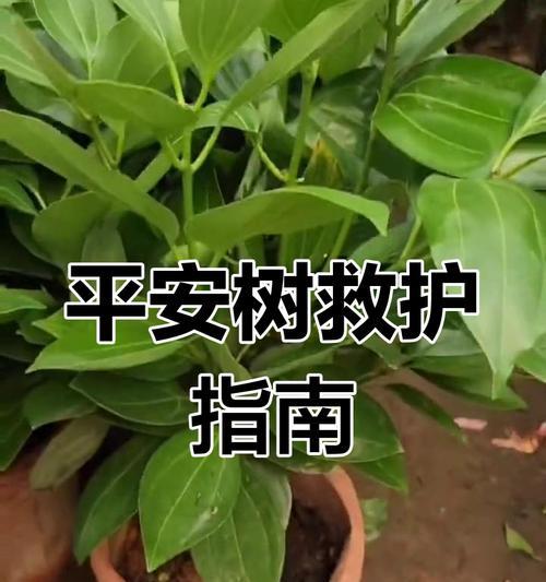 平安树叶子萎缩的原因及解决方法（保护平安树健康生长的关键）