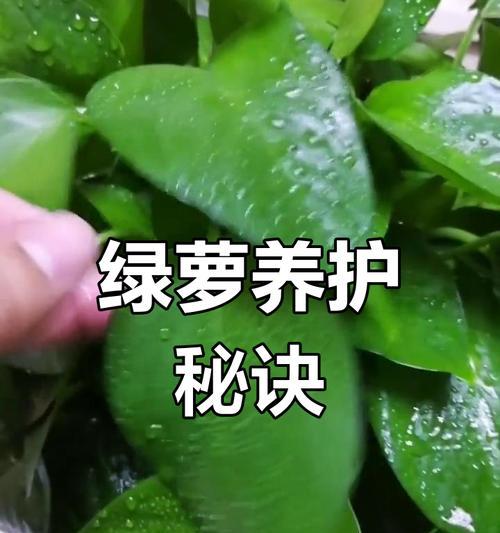如何清洗绿萝的土壤（有效方法教你轻松清洗绿萝土壤，让植物健康茁壮成长）
