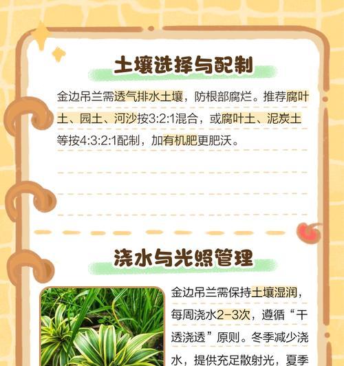 金边吊兰的浇水方法（轻松掌握浇水技巧，让你的金边吊兰更健康）