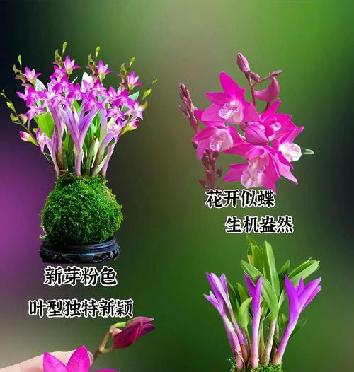 石斛兰开花的奥秘（探索石斛兰开花的因素及机制）