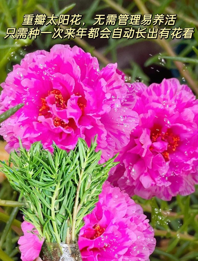 太阳花的作用（探究太阳花在生活中的重要性）