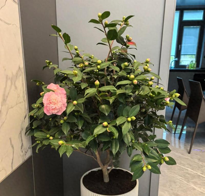 室内茶花的养殖技巧（打造居家花园的必备之选）