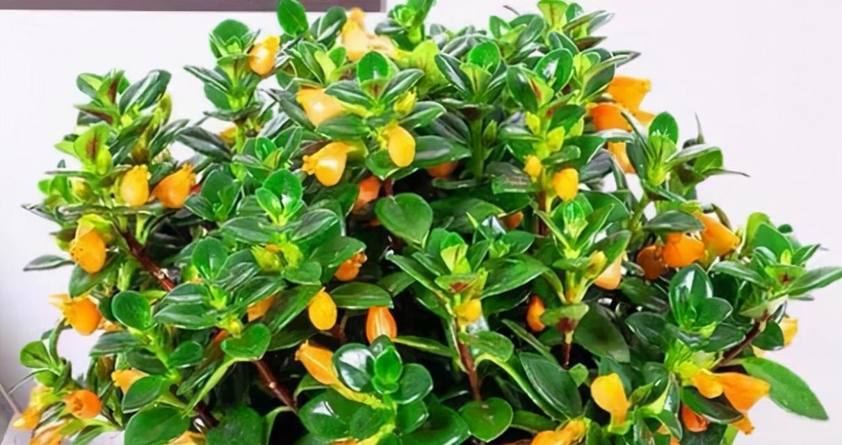 如何养护银皇后植物（养护技巧、注意事项和常见问题解答）