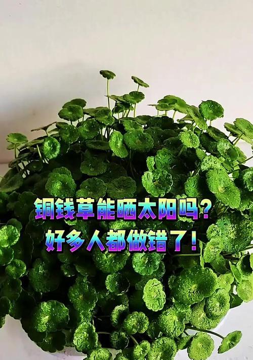铜钱草枯萎了怎么办？（保护铜钱草的方法及常见病虫害防治）