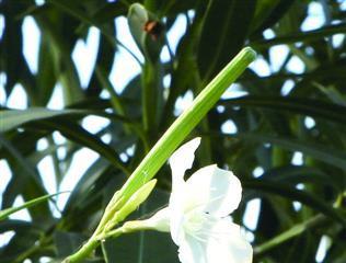 夹竹桃种子有毒吗？深入了解其毒性与防范方法（夹竹桃种子毒性分析、防范措施详解）