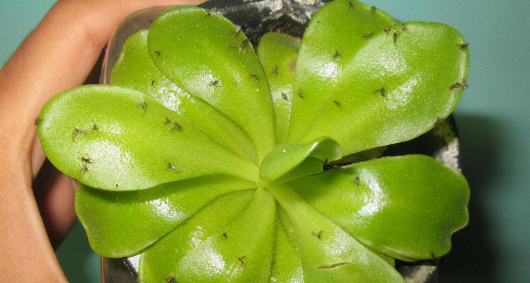 怎样挽救被农药水浇花的植物？（农药水浇花的危害及应对措施）