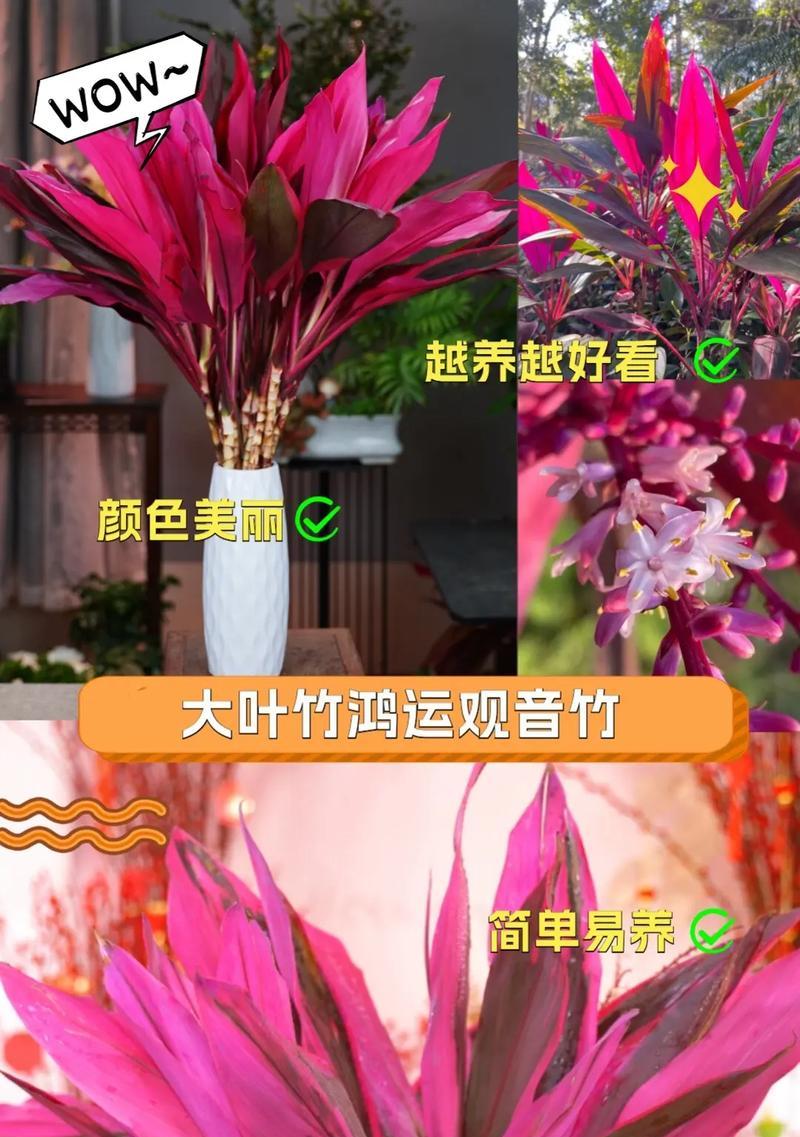 富贵竹花语与寓意解析（幸福与繁荣的象征，守护着美好的生活）