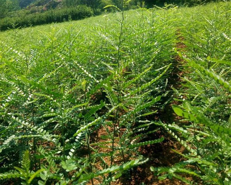 保护树木，防止腐烂（拯救树木的关键措施和方法）