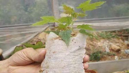 揭秘矮樱的繁殖奥秘（以扦插方式种植矮樱-轻松掌握的技巧）