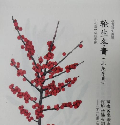 探寻与冬青相似的植物（认识葡萄柚叶、白玉兰、欧洲酸枝等常见的植物）
