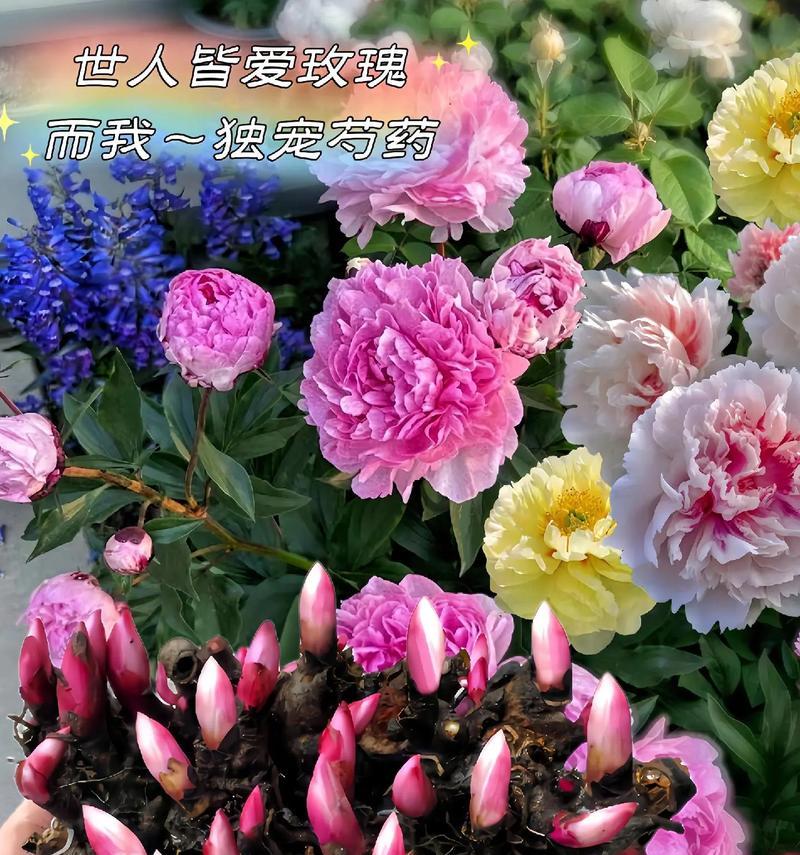 如何养护花盆芍药，让其绽放绚丽色彩（花盆芍药养护的技巧与经验分享）