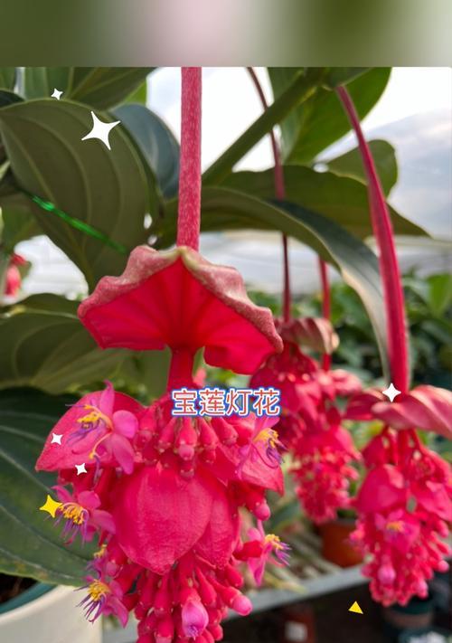 冬季宝莲灯开花的管理技巧（如何正确管理冬季宝莲灯以促进开花）