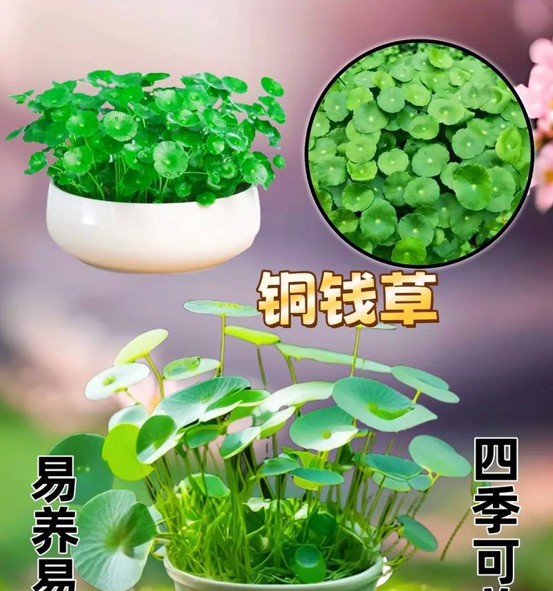 铜钱草水养繁殖技巧大揭秘！（快速繁殖铜钱草的秘密方法，让你的花园充满绿意生机。）