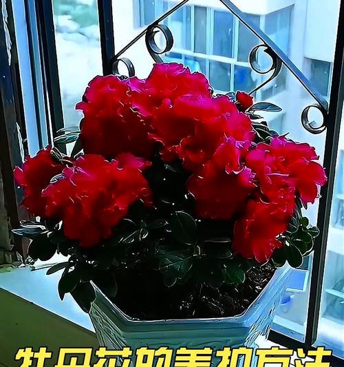冬季养护牡丹花的绝佳方法（打造迷人牡丹花园的秘诀）