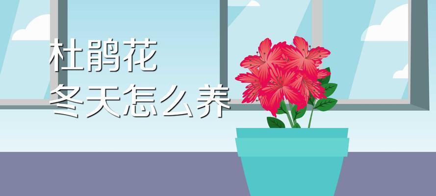 冬天杜鹃花的养殖方法（打造寒冬中的繁花盛景）