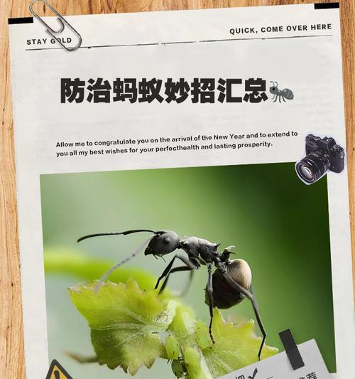 养花蚂蚁的处理方法（打造健康花园的关键）