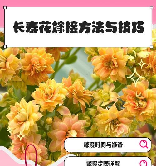 寿桃花的养殖指南（培育寿桃花的技巧与注意事项）
