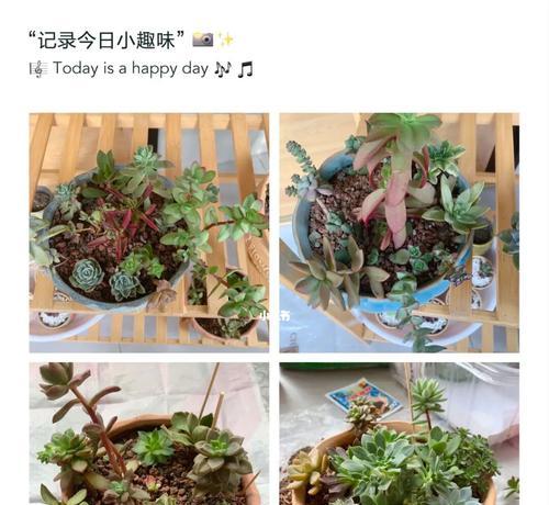 多肉混栽的水分管理技巧（如何正确浇水养护多肉混栽？）